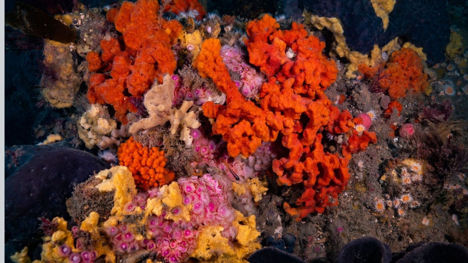 Brightly coloured coral underwater image
