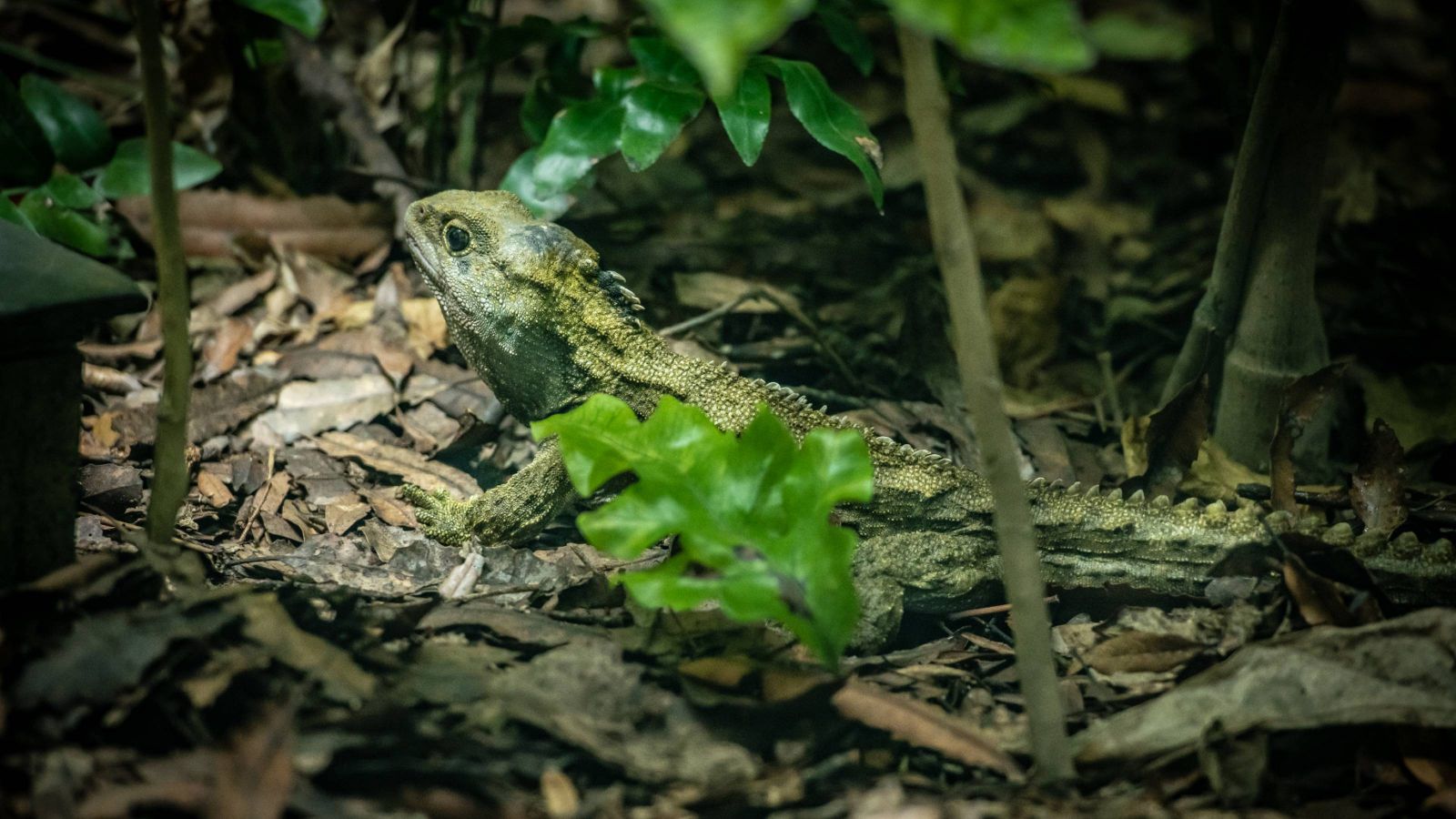 Tuatara sitting on bark chips with foliage in foreground