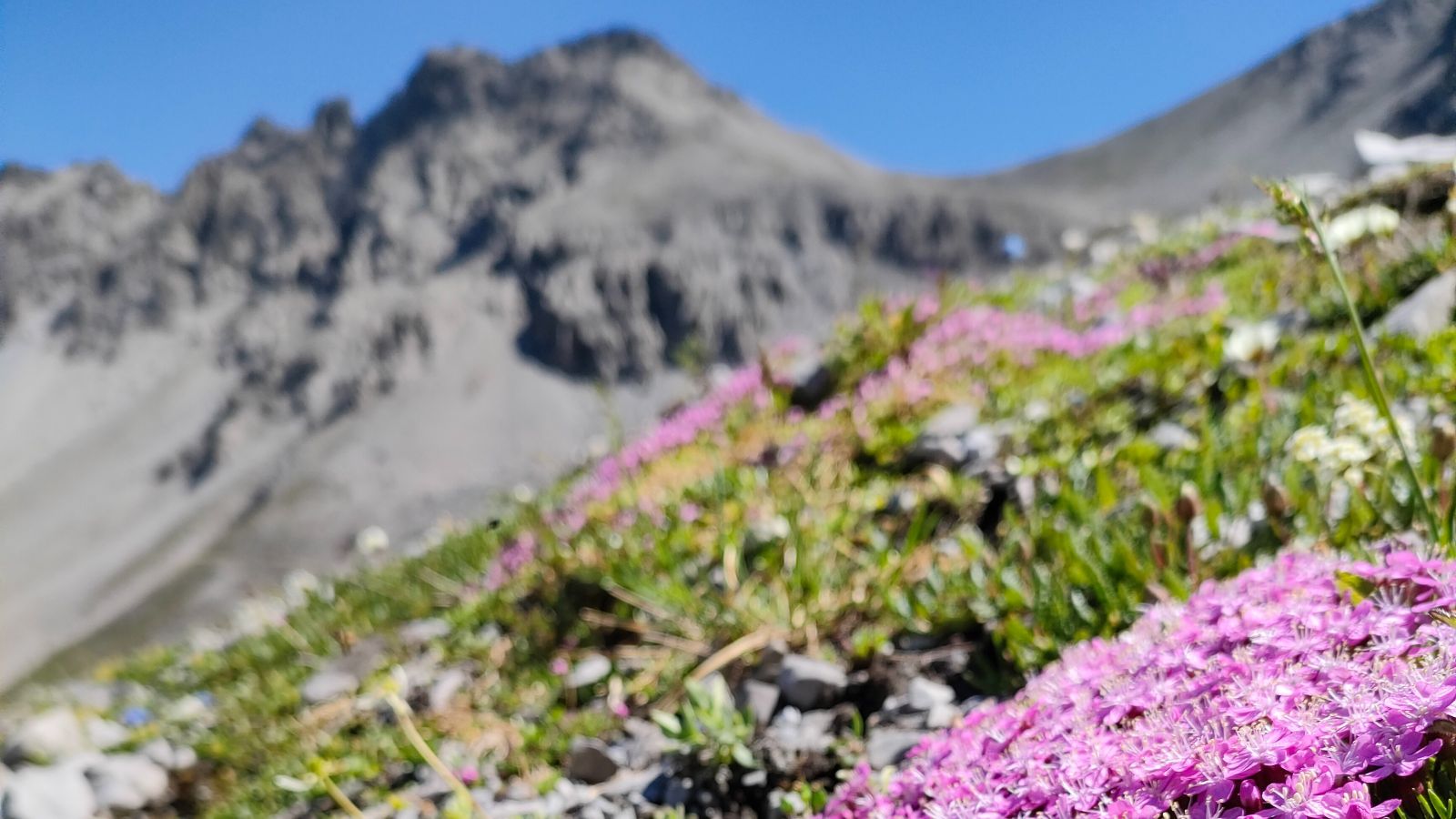 Alpine plants in bloom