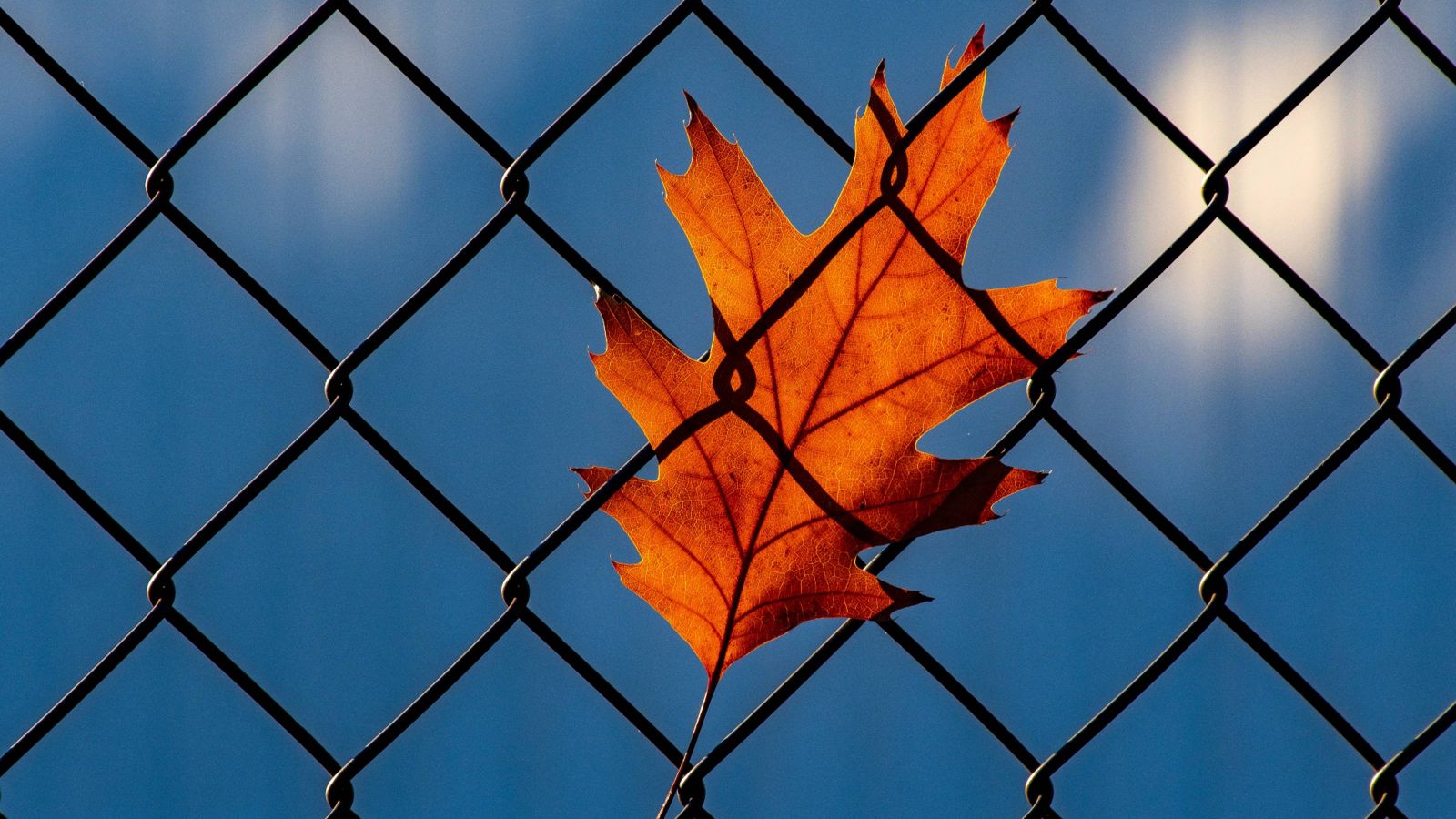Wire fence with a single leaf on the mesh