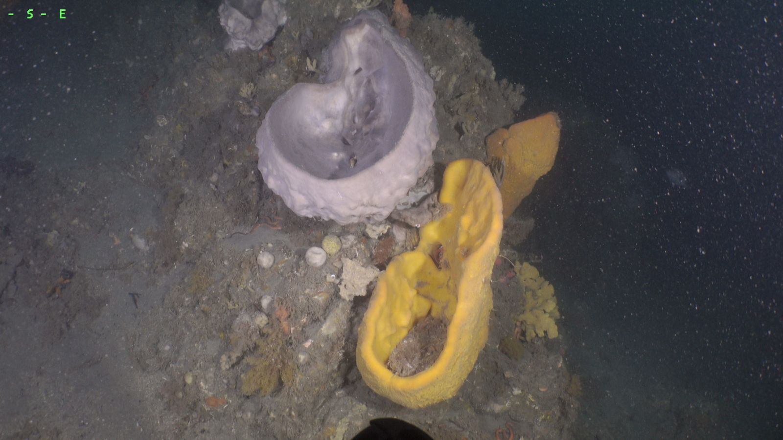 Yellow and purple coloured sponges on deep-water reef