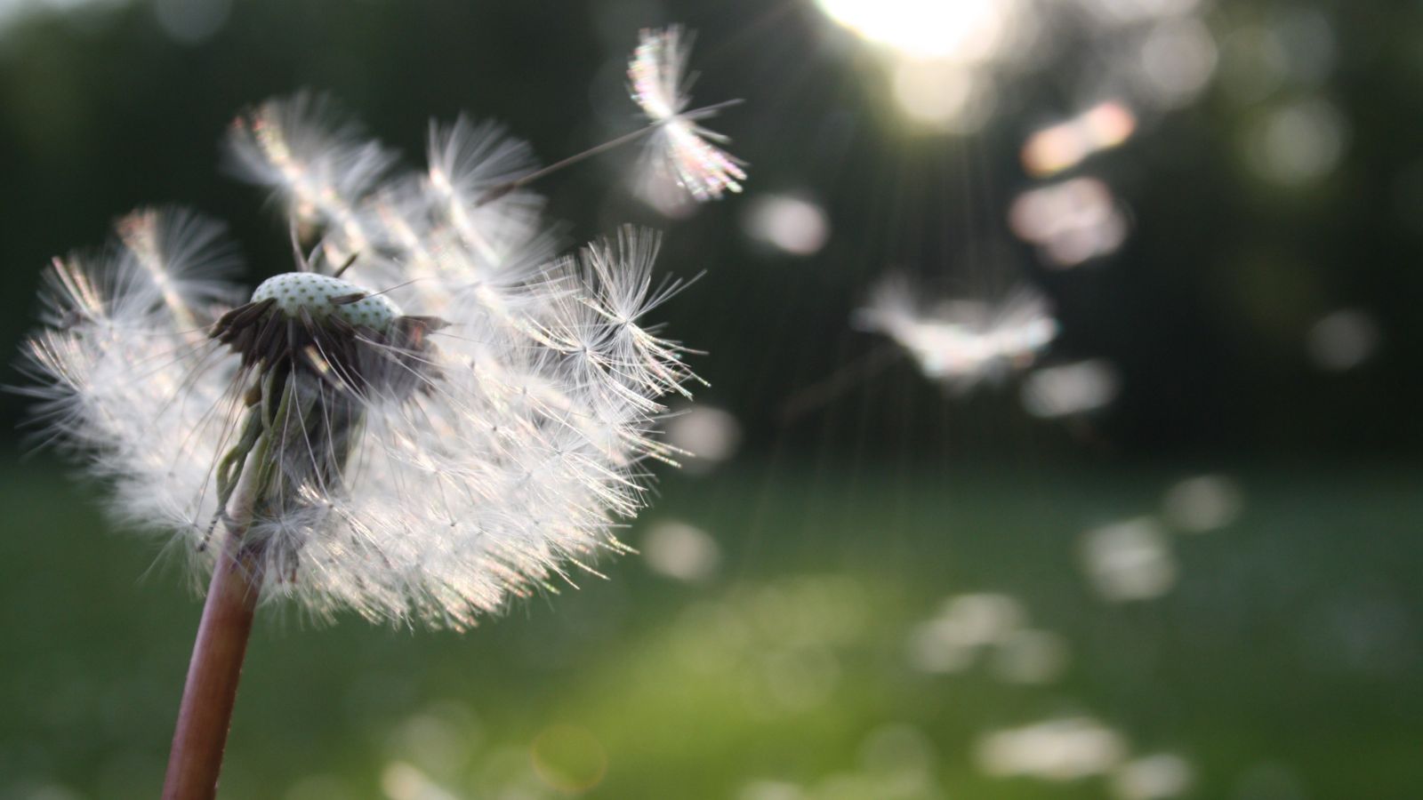 Dandelion flower 