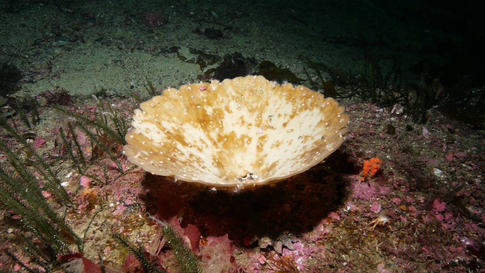 Bleached sponge on sea floor