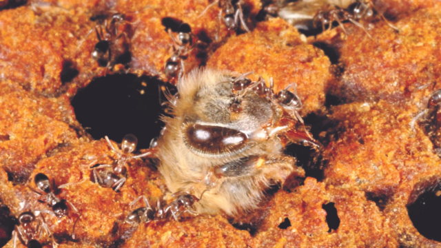 A honey bee emerging from its hive being attacked by ants.