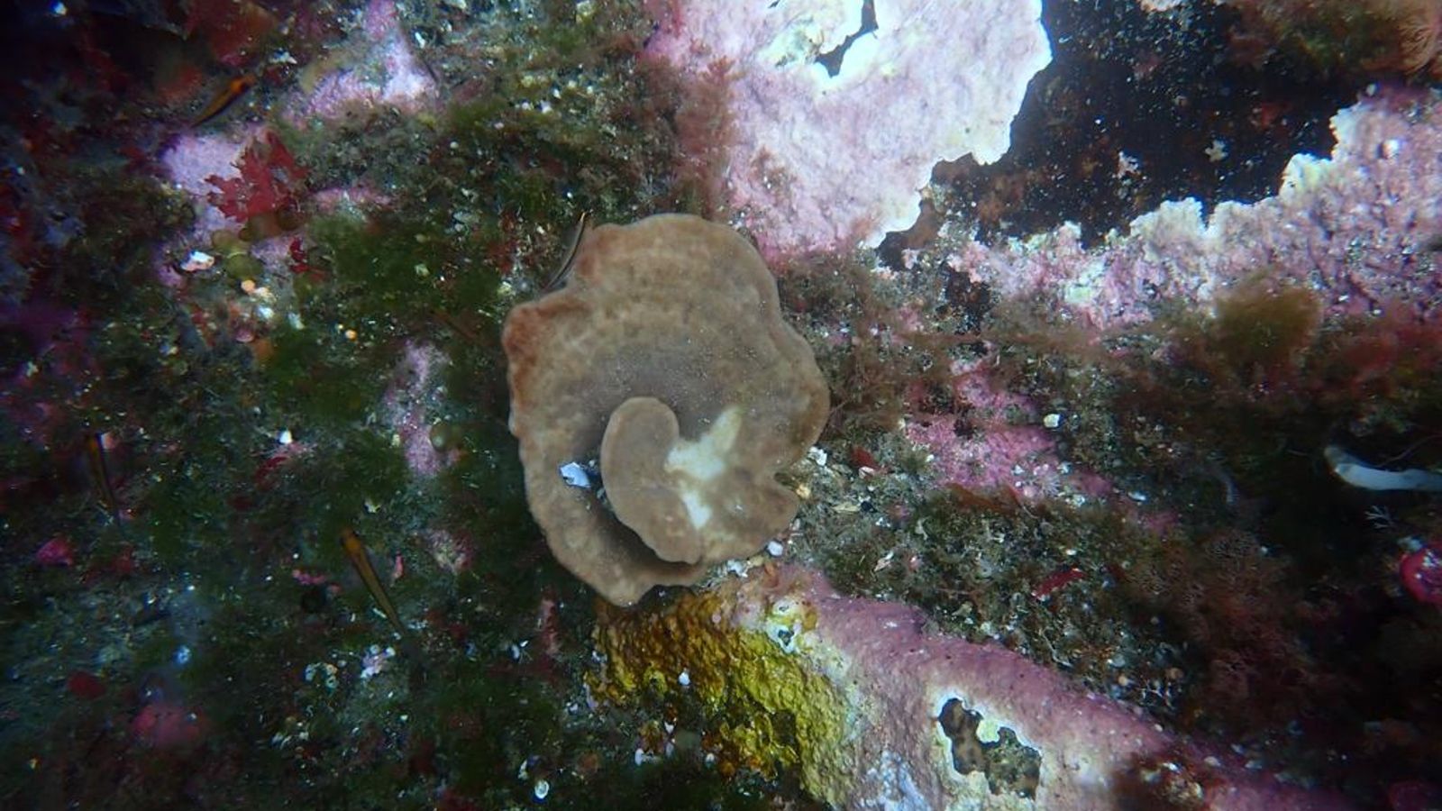 Marine sponge with patches of white 