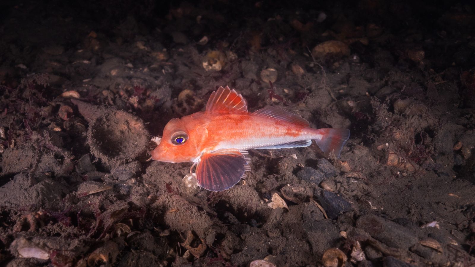 Scaly gurnard in Wellington Harbour 