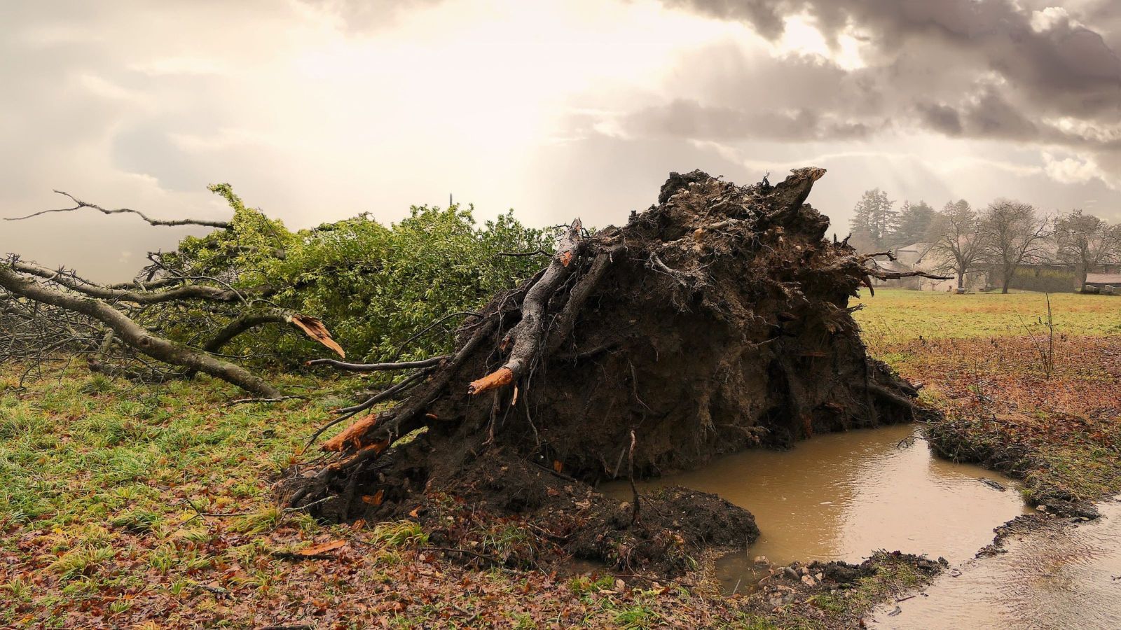 uprooted tree in a field