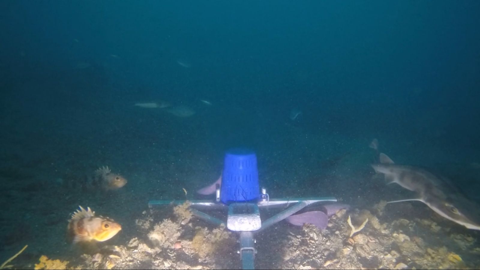 Fish swimming near baited underwater video camera 