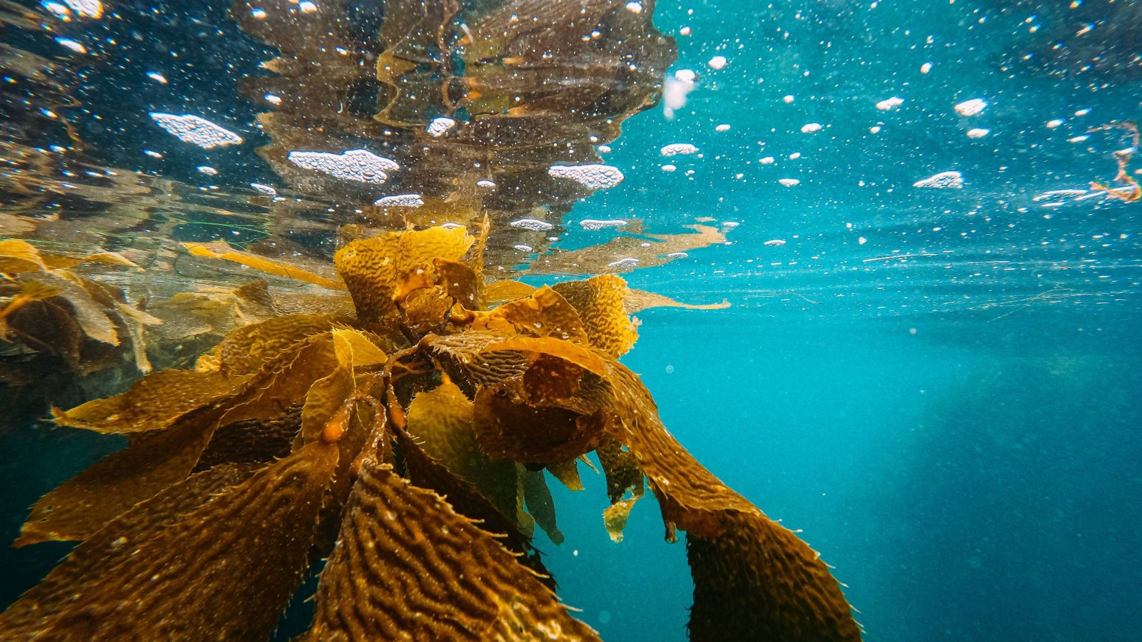Kelp in ocean 