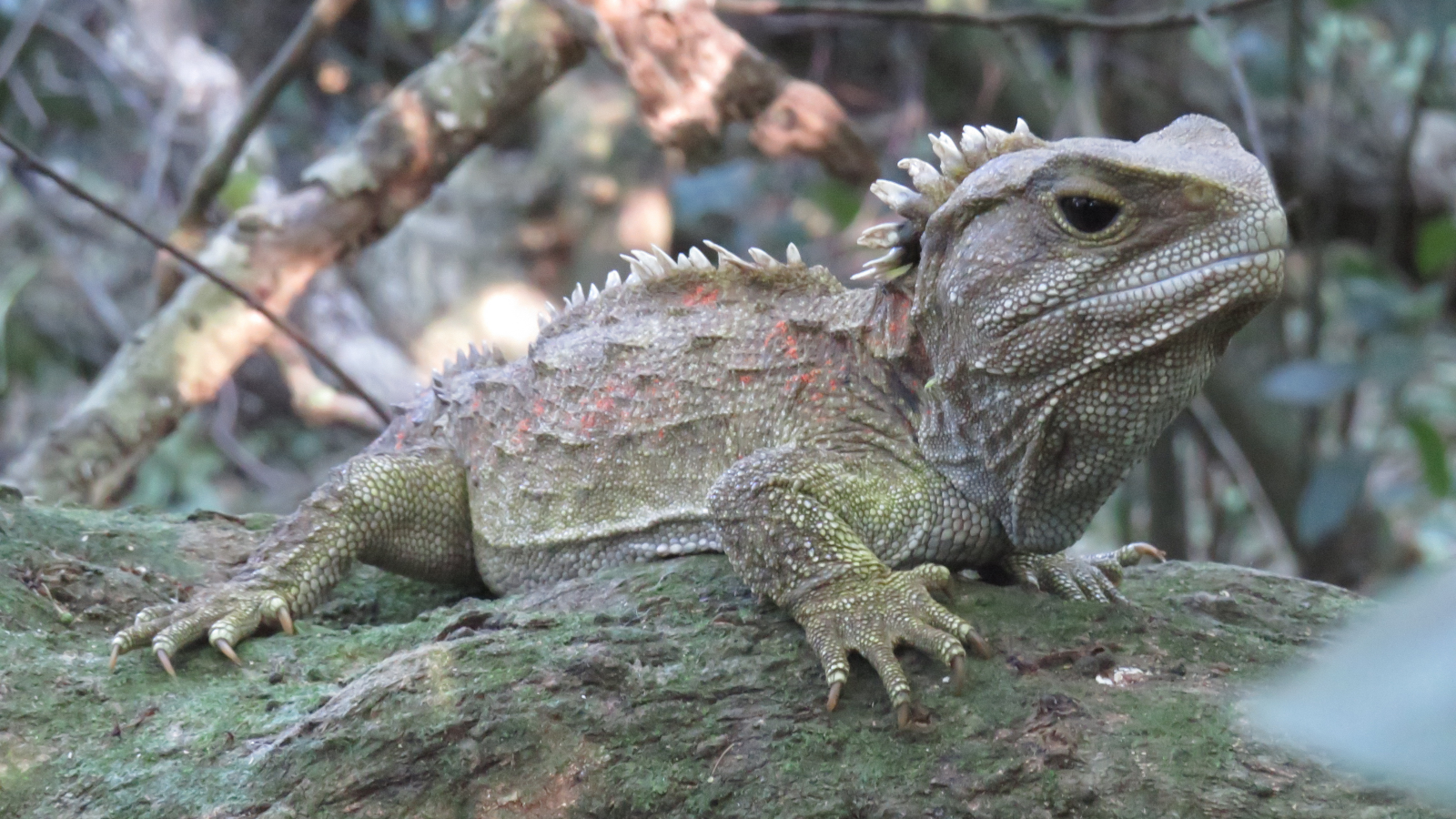 Everything you need to know about tuatara sperm (but were too afraid to ask)