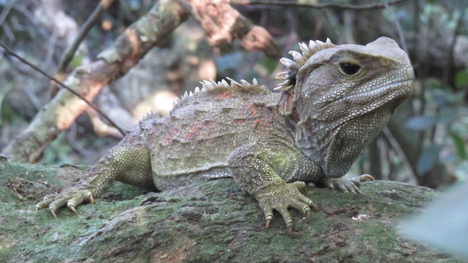 A tuatara.