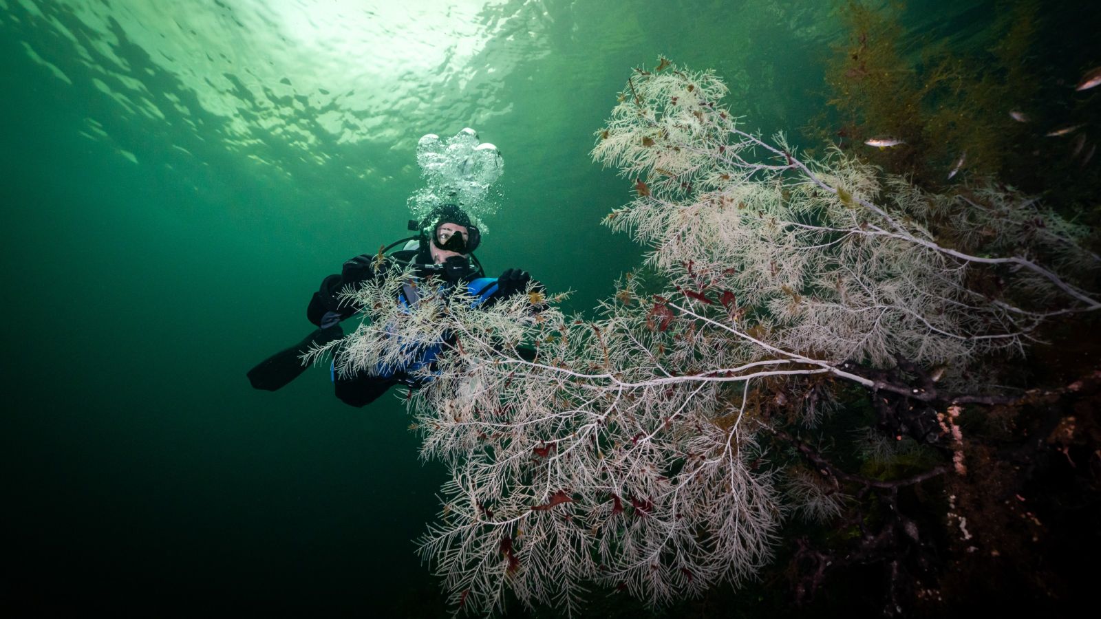 Miriam Pierotti diving underwater, checking out some black coral