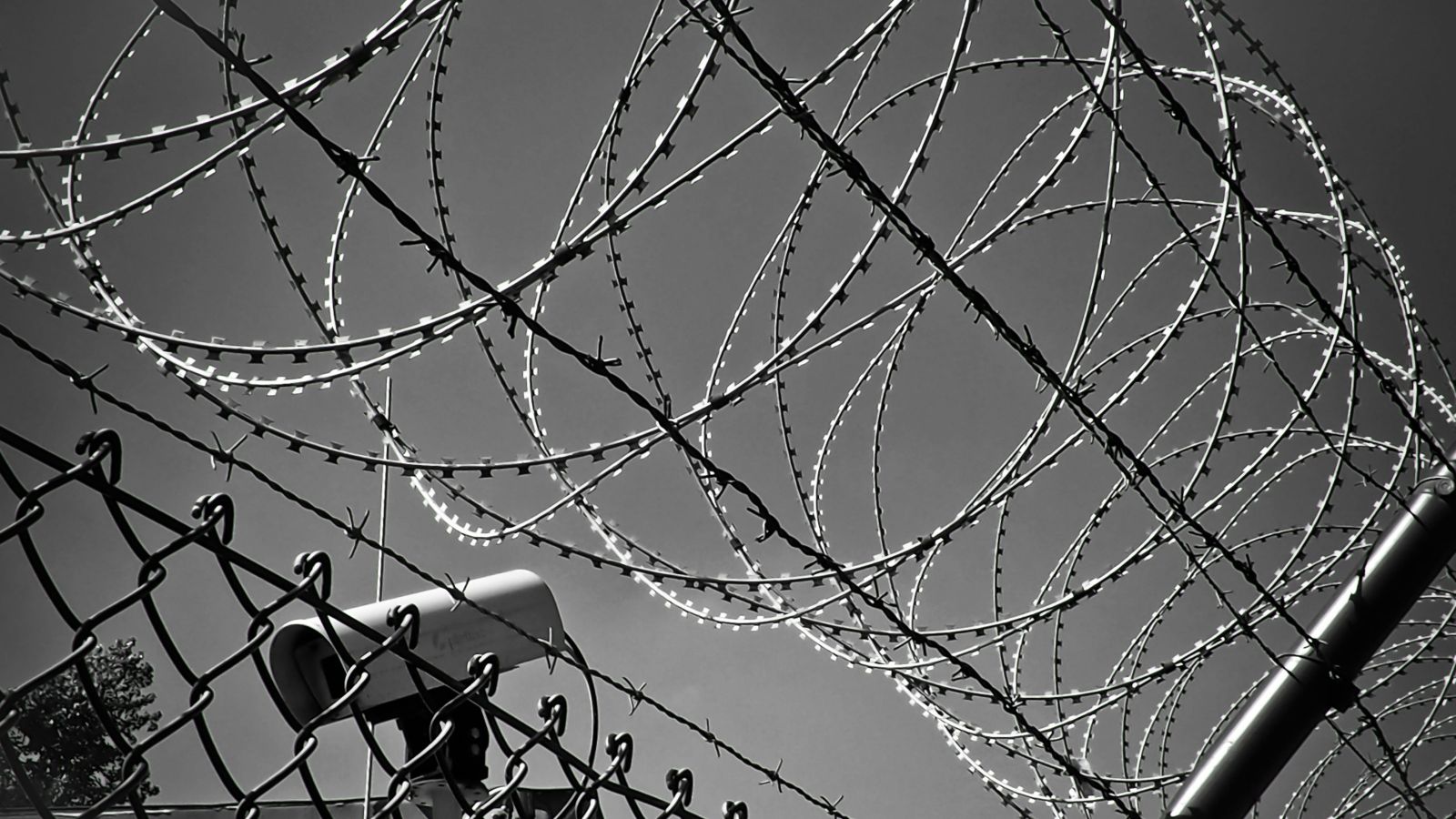 Grayscale photo of barbed wire fence 