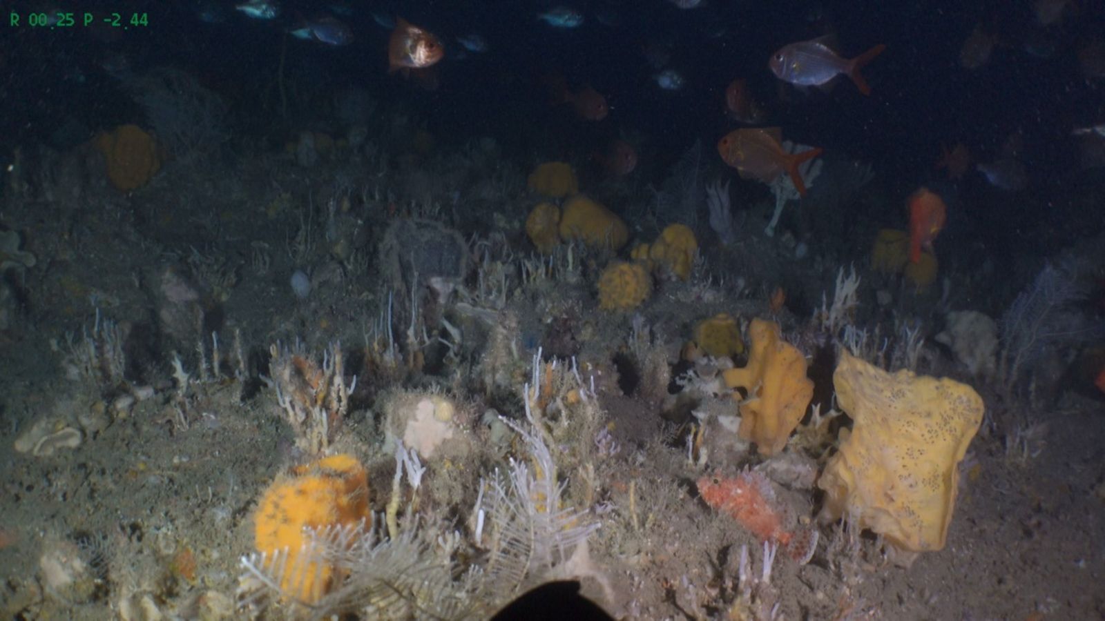 Glass sponges on the sea floor 