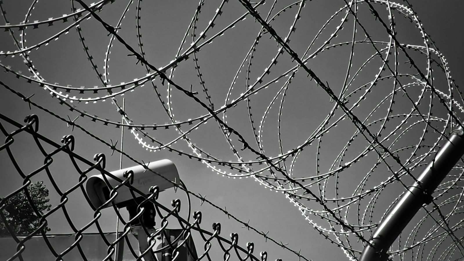 Grayscale photo of barbed wire fence 
