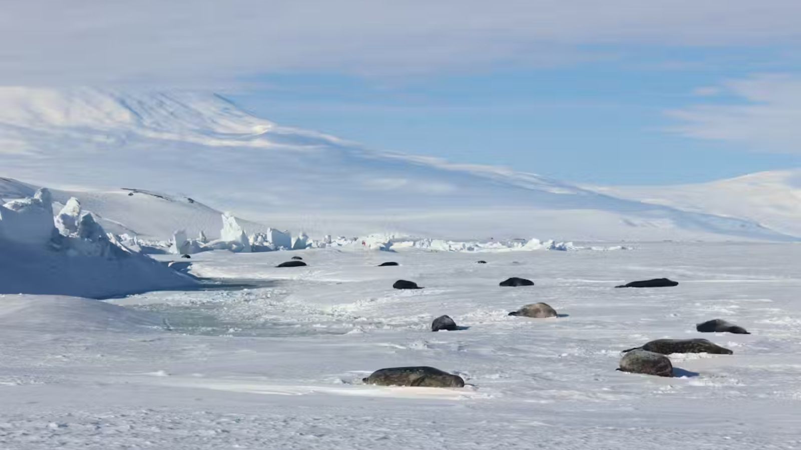 Weddell seals resting on snow in Antarctica 