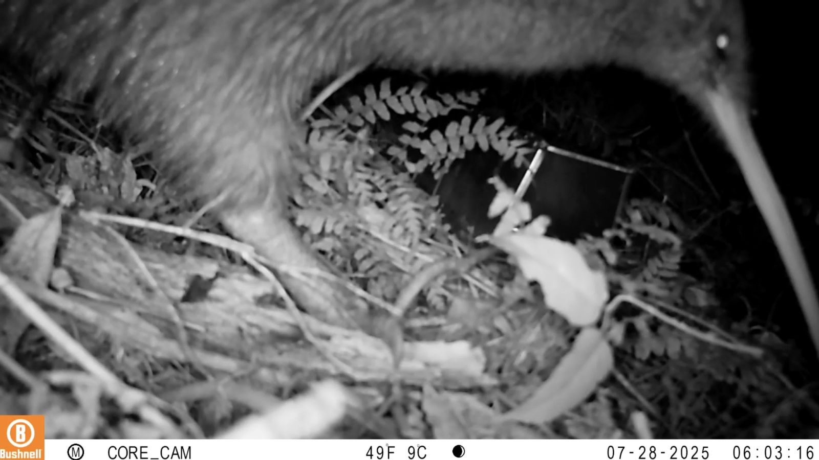 grainy black and white photo unmistakeably of a kiwi
