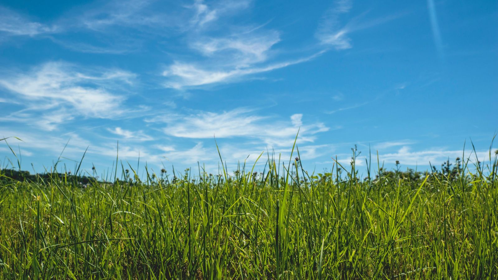 Green grass with blue sky above 