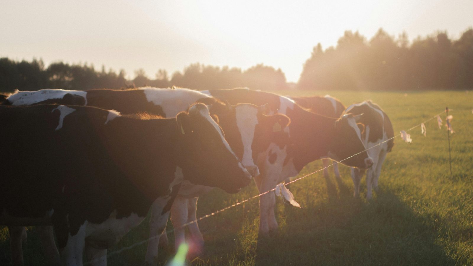 Cows in a paddock standing next to a wire fence 