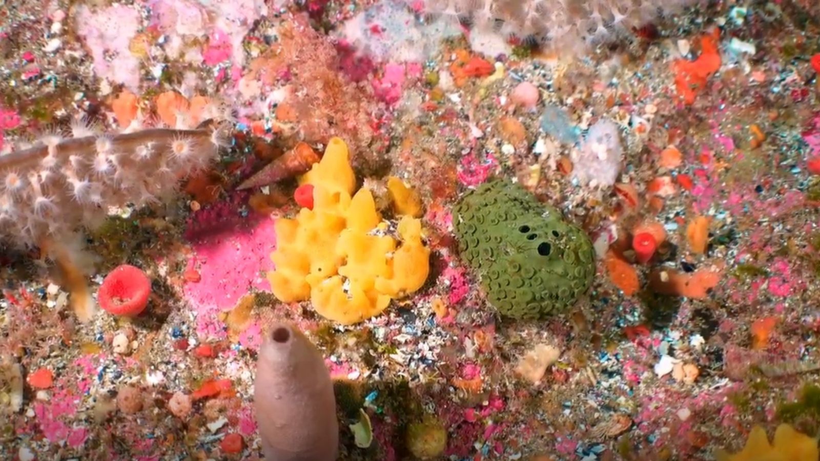 Marine sponges filmed in Fiordland waters 