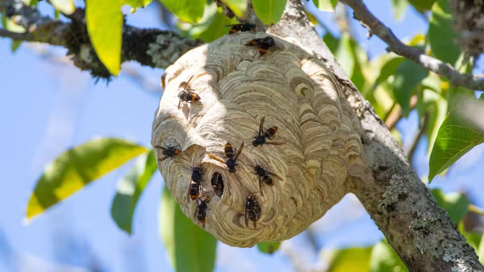 Hornet nest in tree 