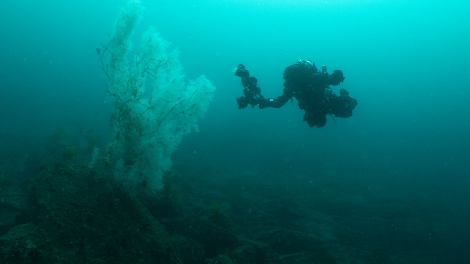 Underwater shot of diver beside black coral