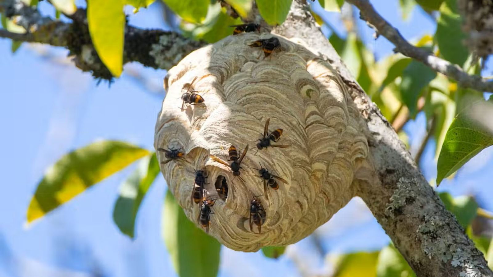 Yellow-legged hornet nest in a tree 