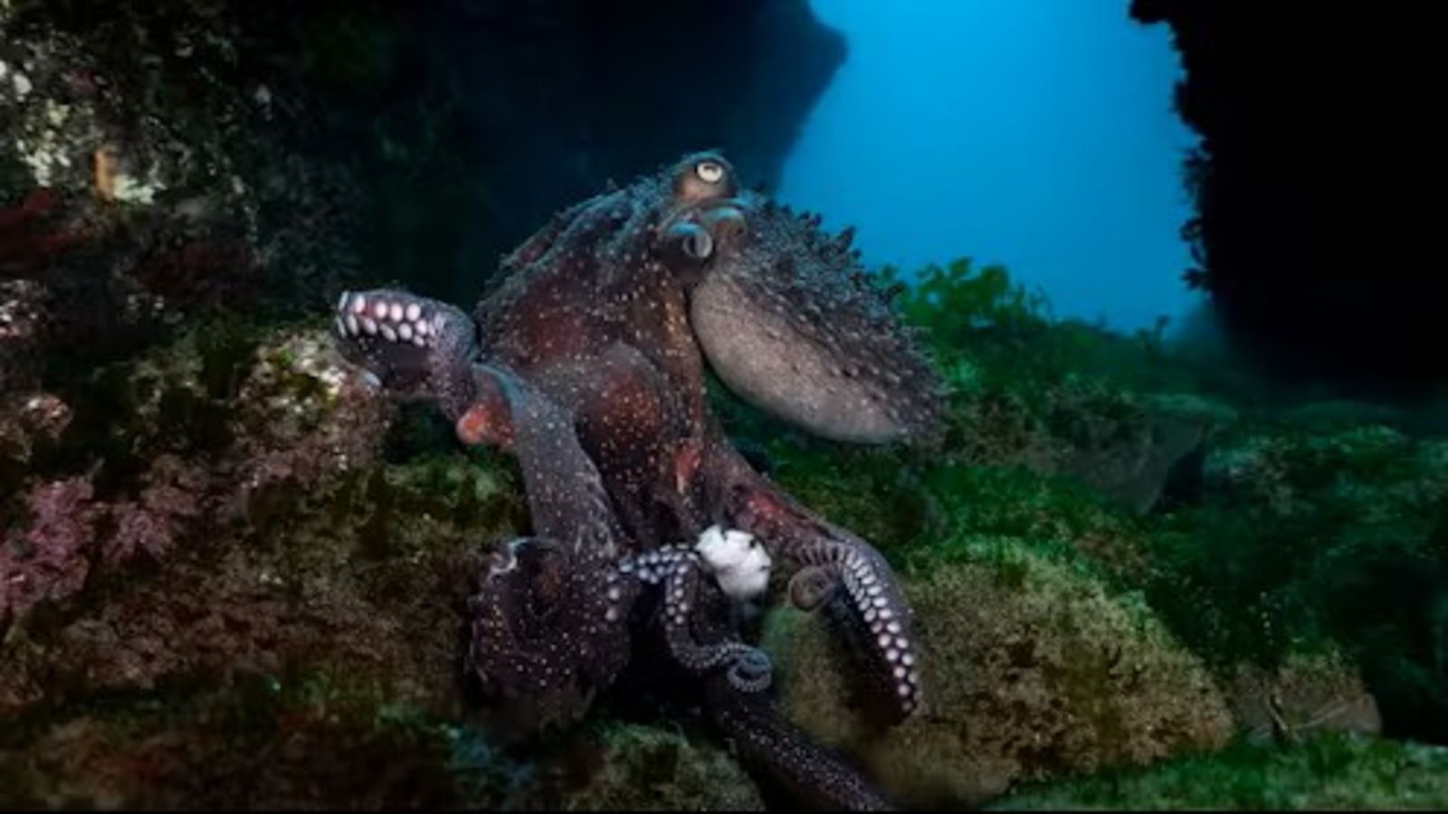 Octopus on reef 