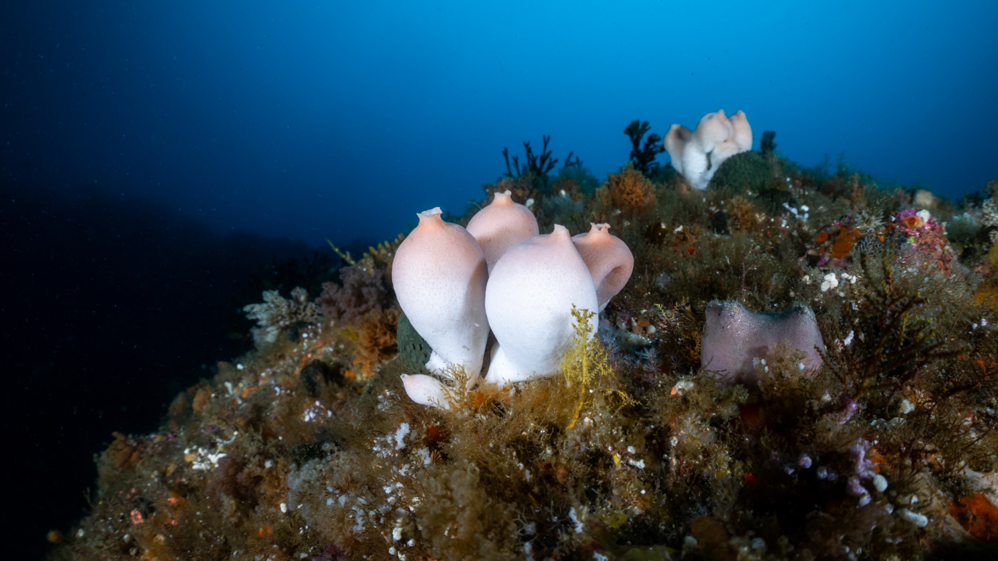 Marine heatwaves threaten sponge survival
