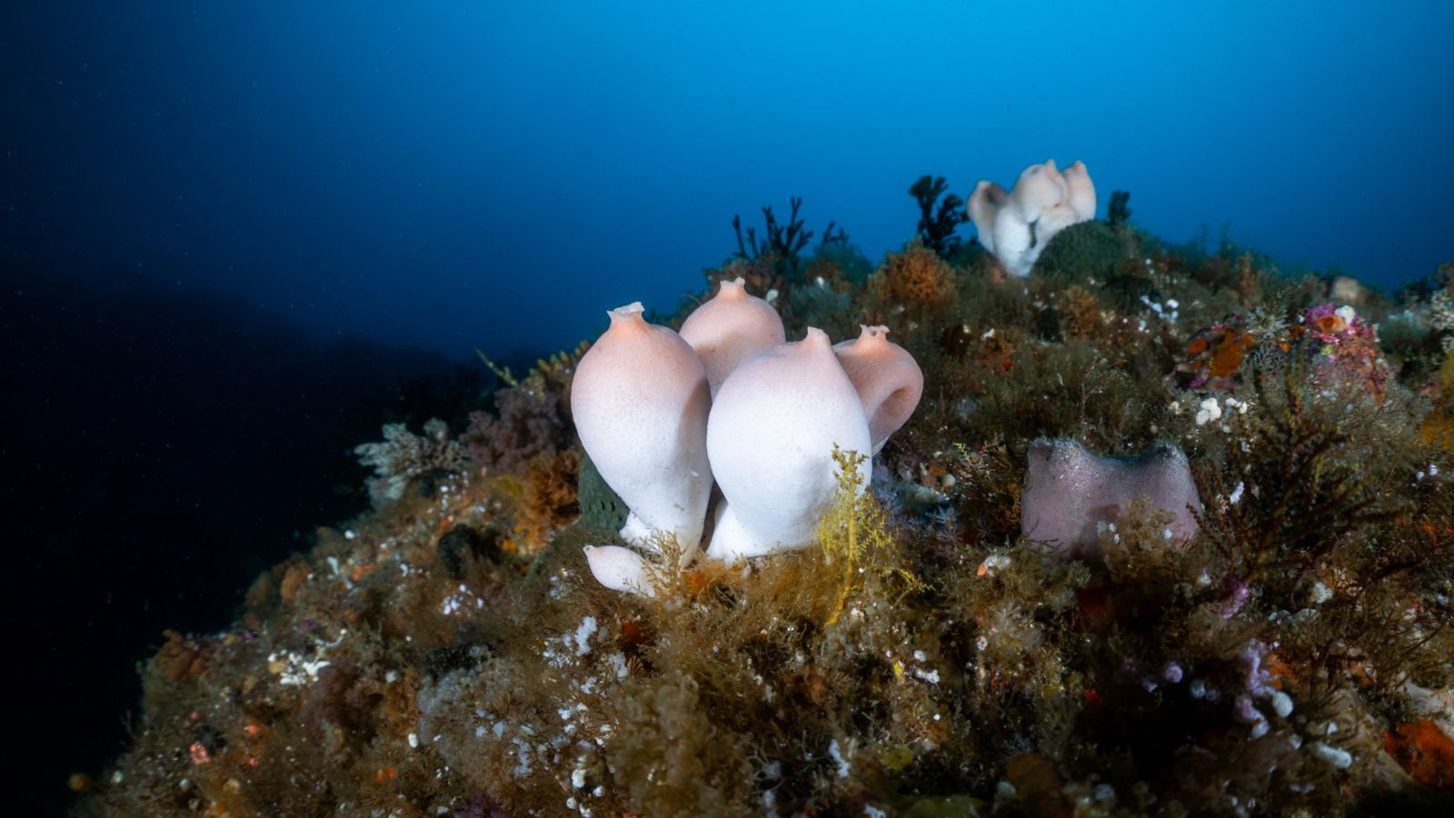 White oval-shaped sponge on seabed