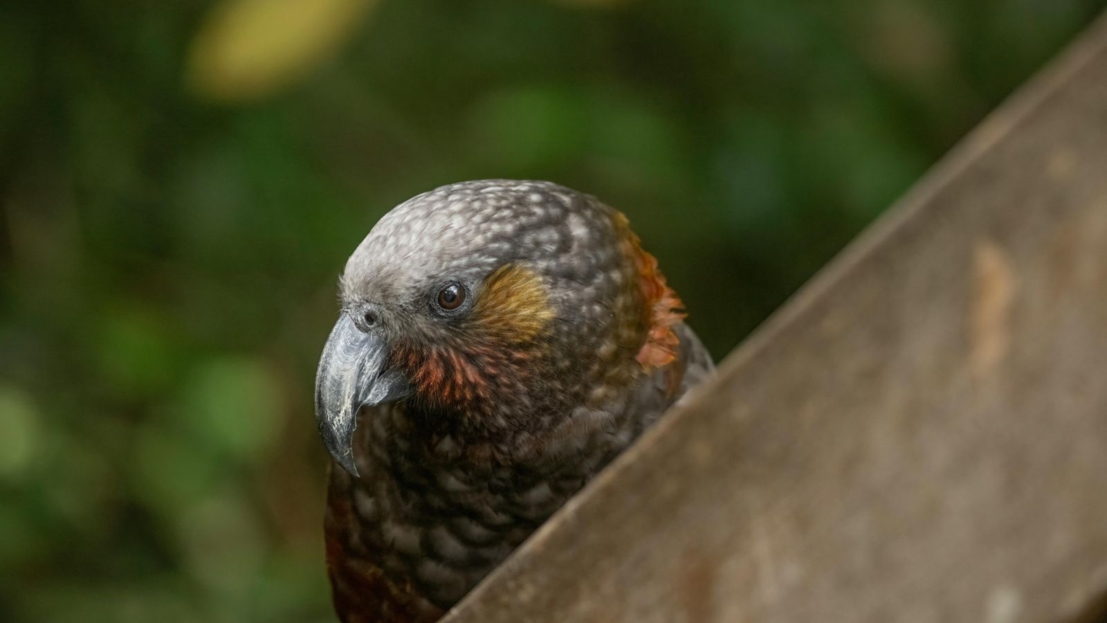 Kākā perched on a railing 