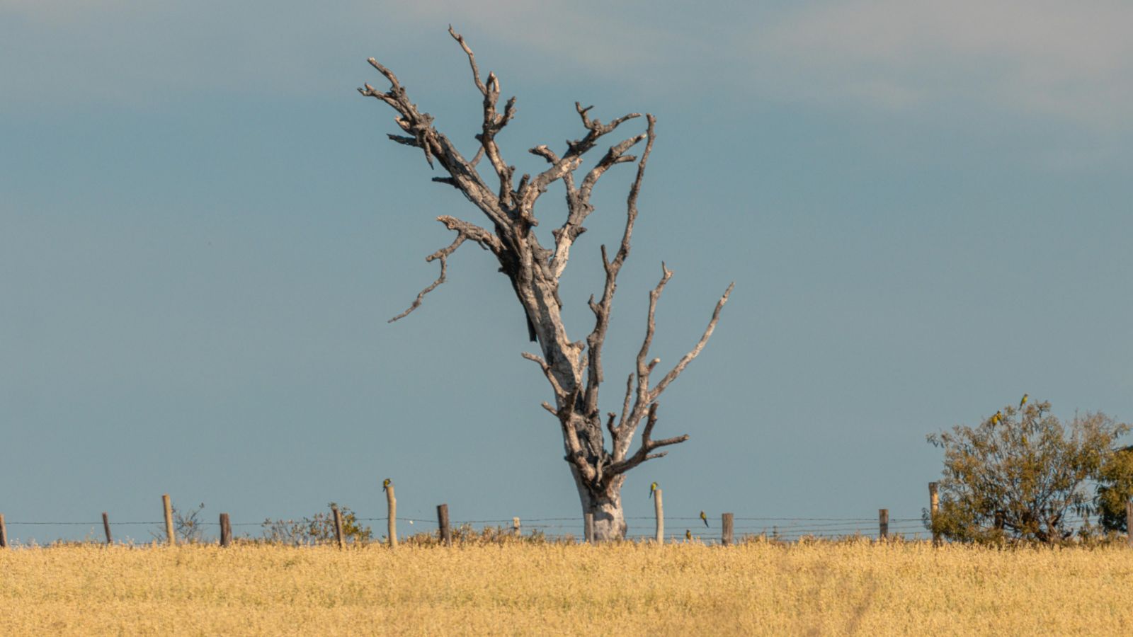 Field of yellow grass with dying tree in the background
