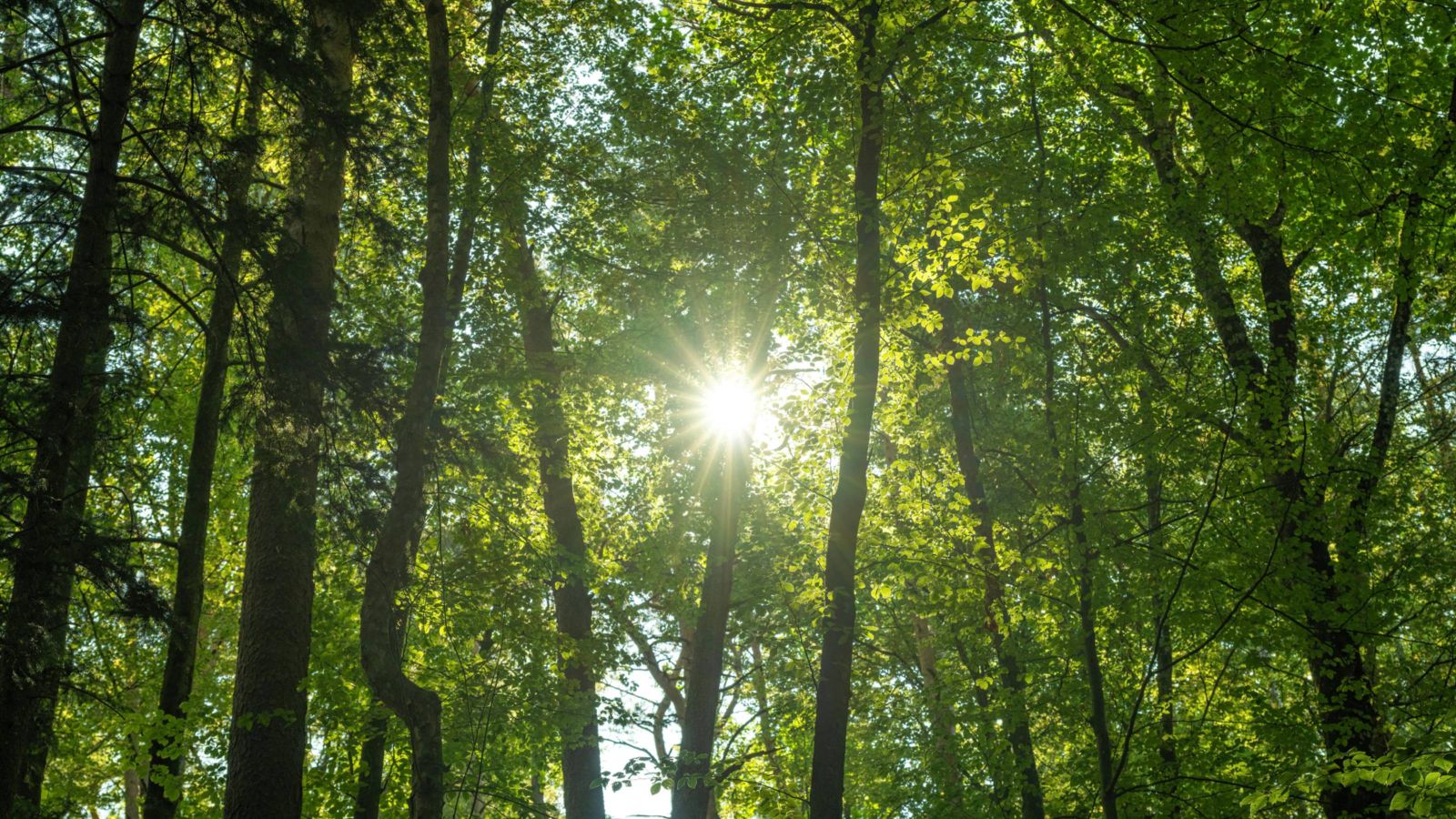 Trees with sun shining through the branches 