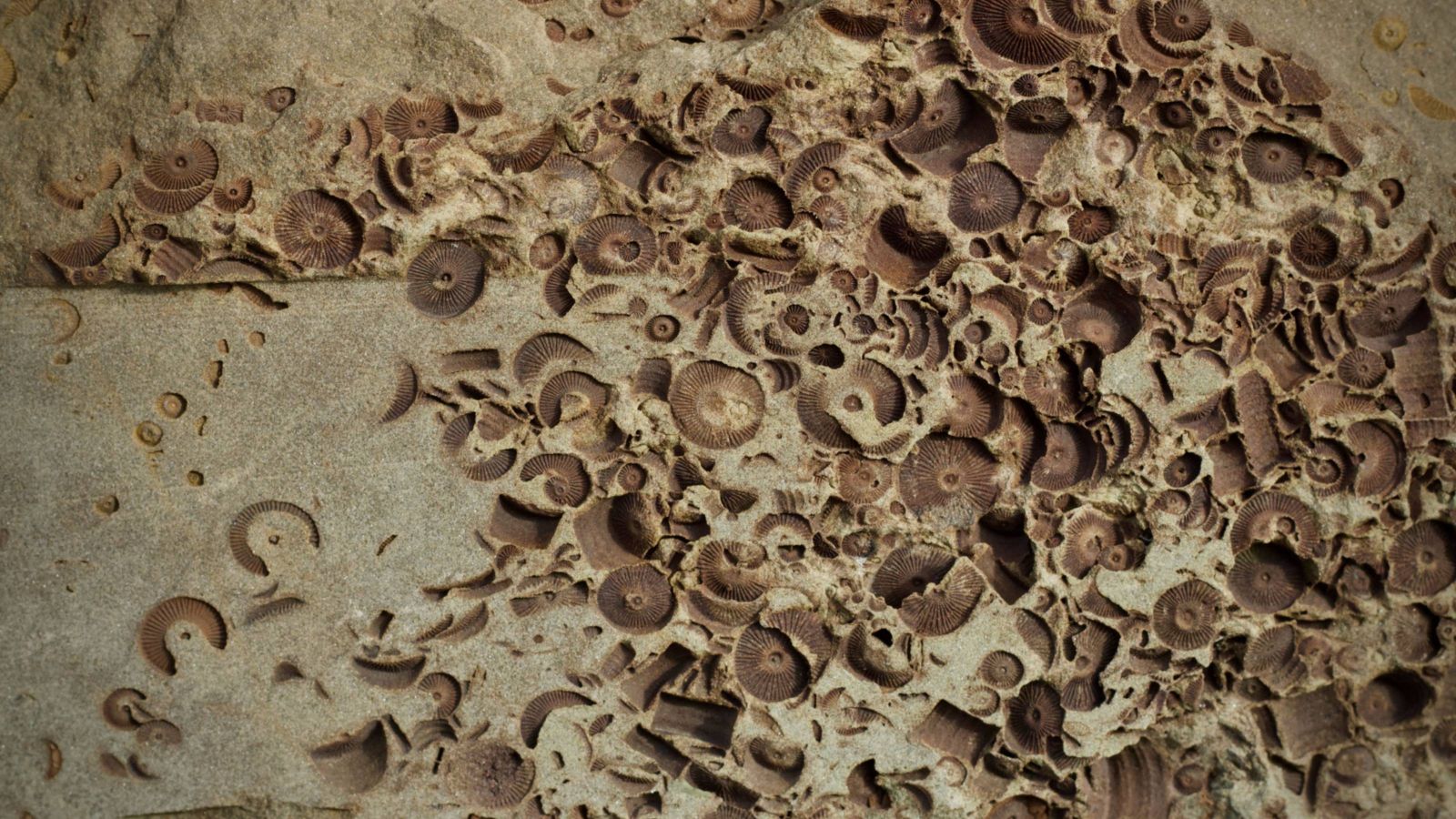 Fossilised marine life in rock