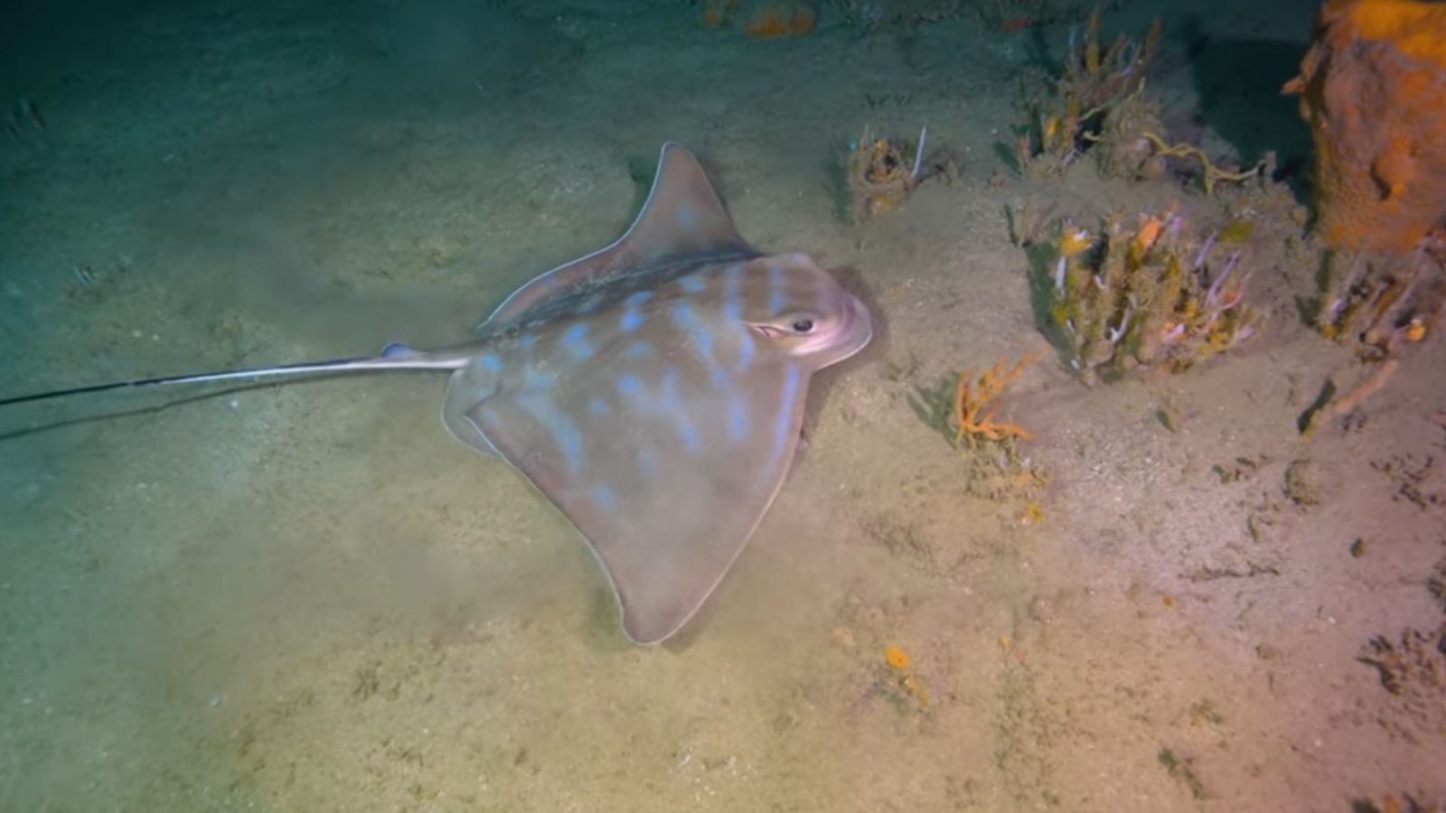 Image of ray swimming near yellow-coloured coral