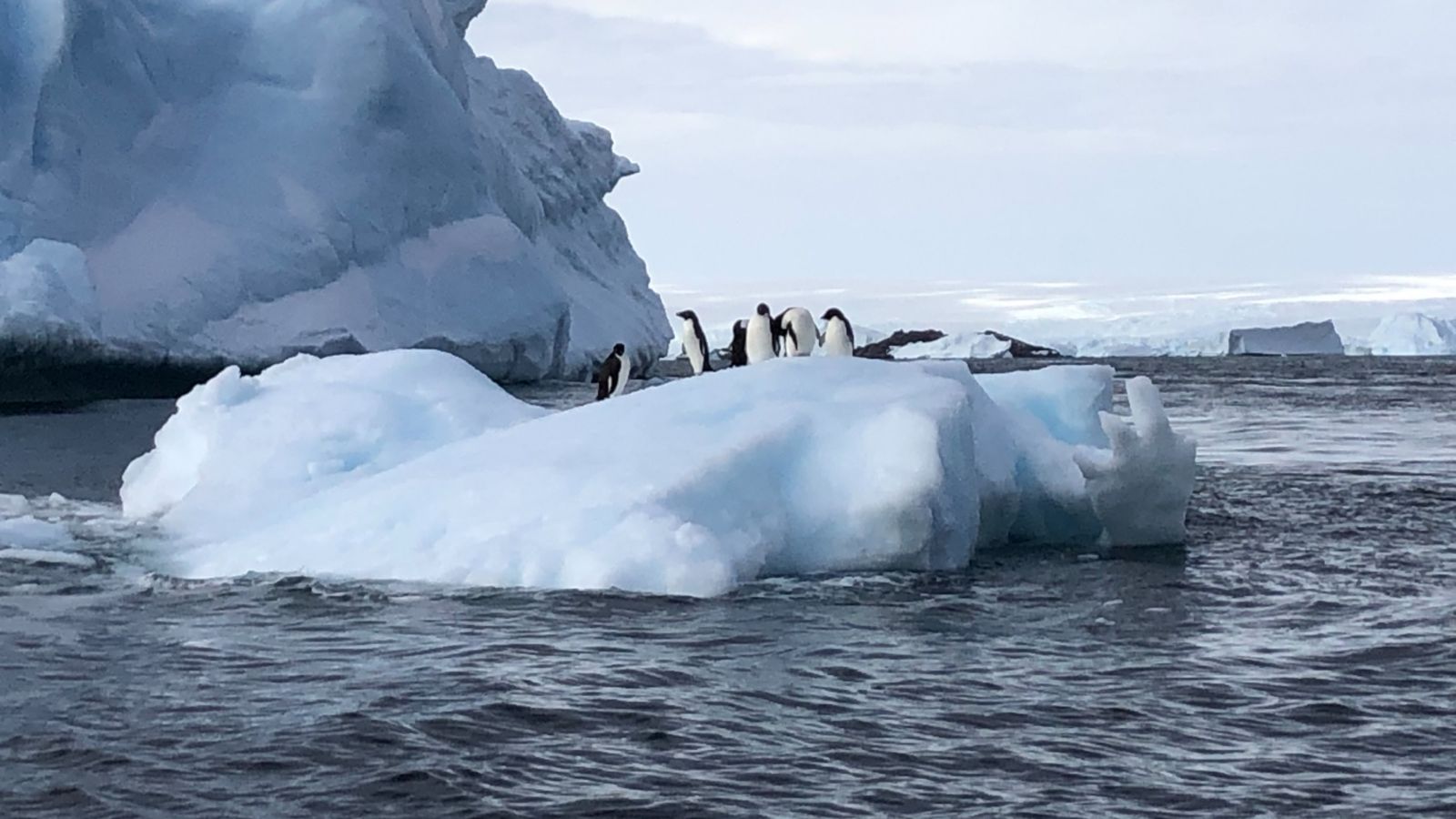 Penguins on top of an iceberg 
