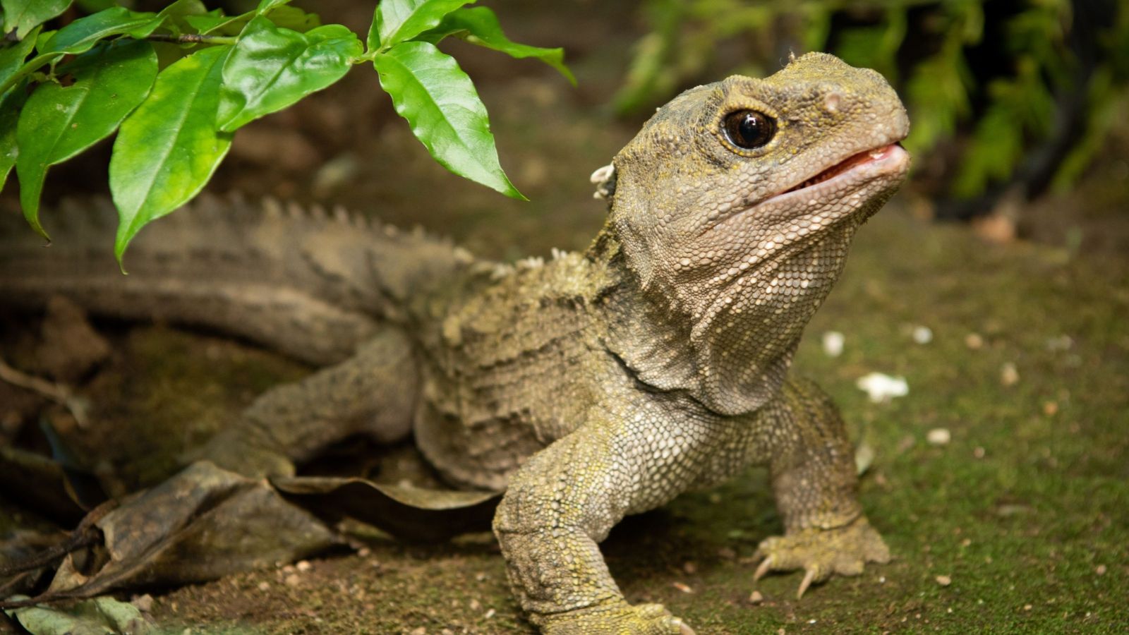 A tuatara.