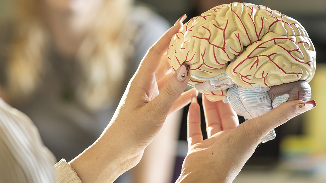 Hands hold a model of a brain with coloured markings.