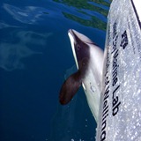 Dolphin swimming by boat