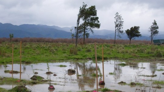 Wairio wetlands