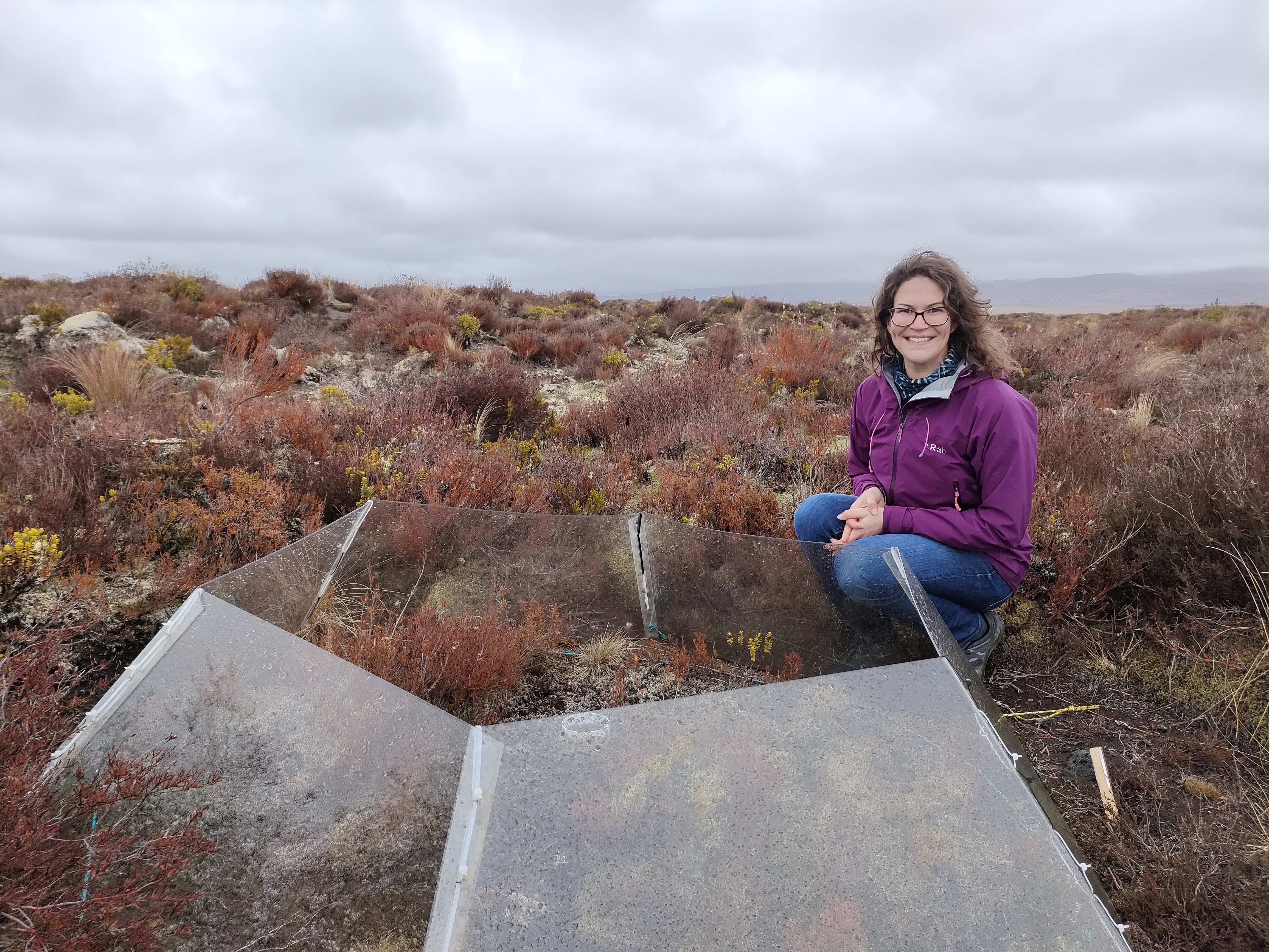 Person kneeling beside experimental clear panels installed among alpine tussock