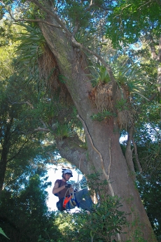 A PhD student samples a tree's epiphytes in Otari-Wilton's Bush