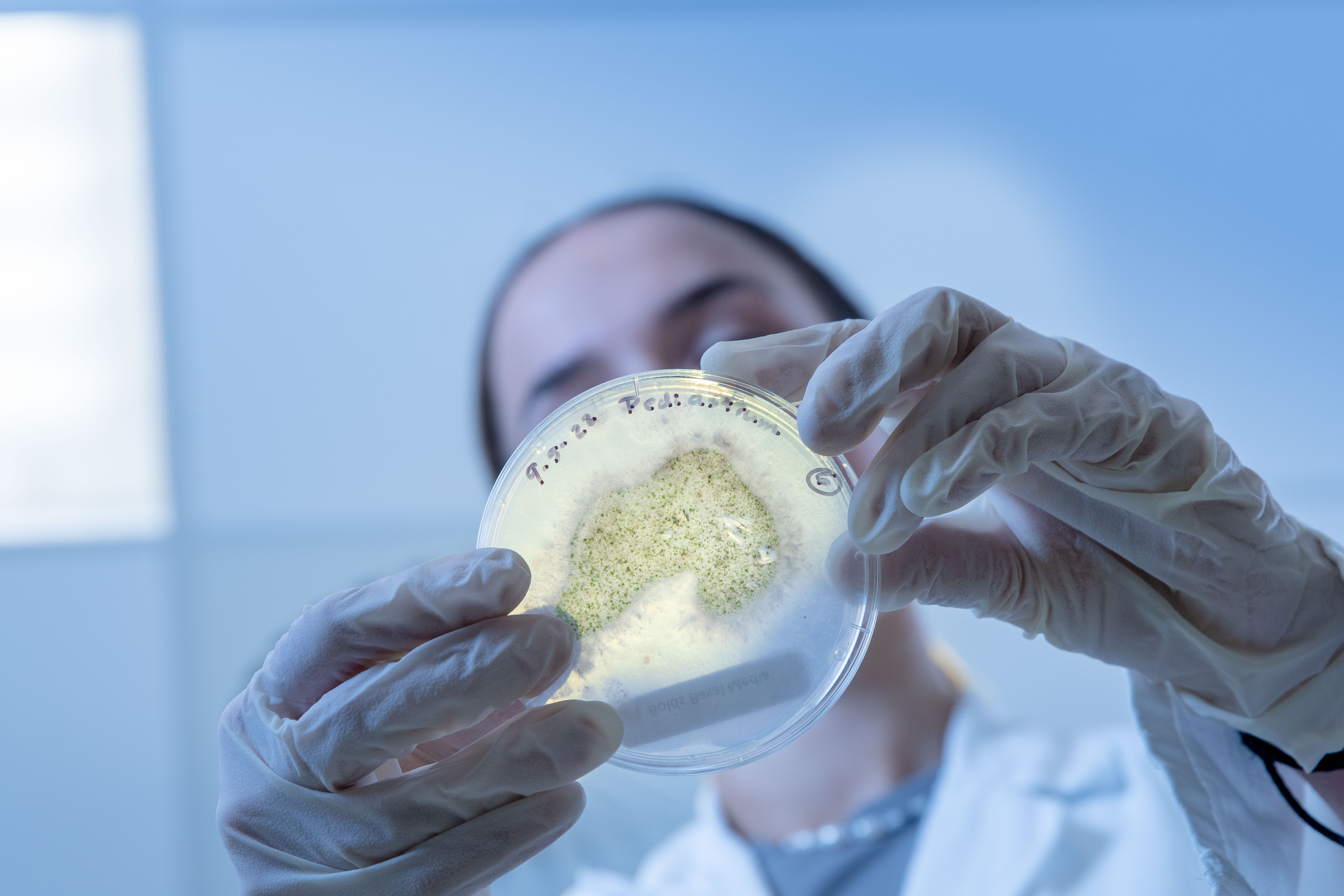 Gloved hands hold a petri dish containing a green-speckled microbial culture against the light in a laboratory, with a researcher and lab environment blurred in the background.