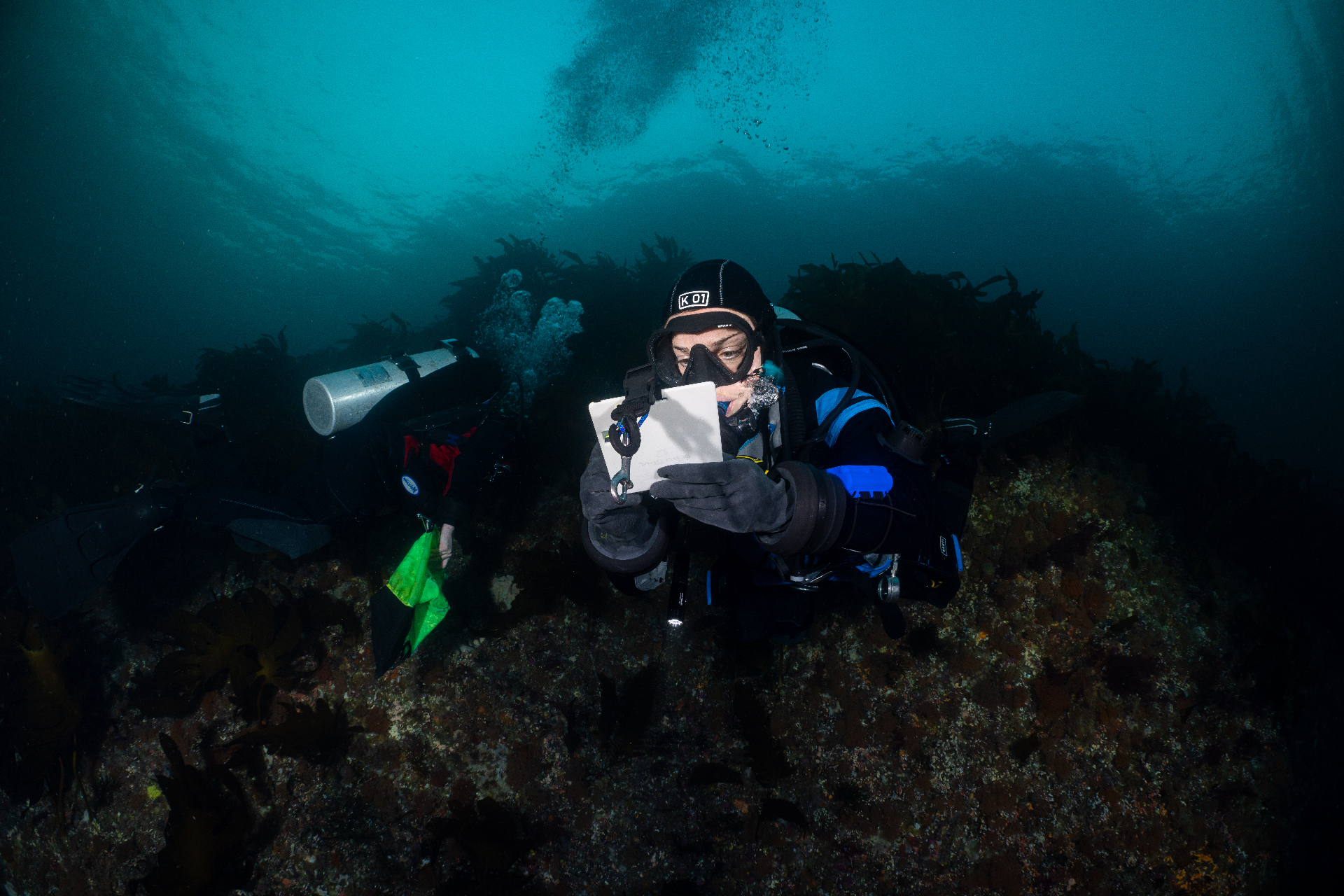 Scuba divers conduct underwater field research on a rocky reef covered with kelp. One diver records observations on a waterproof writing slate while another diver works nearby, surrounded by marine vegetation and rising air bubbles beneath the ocean surface.
