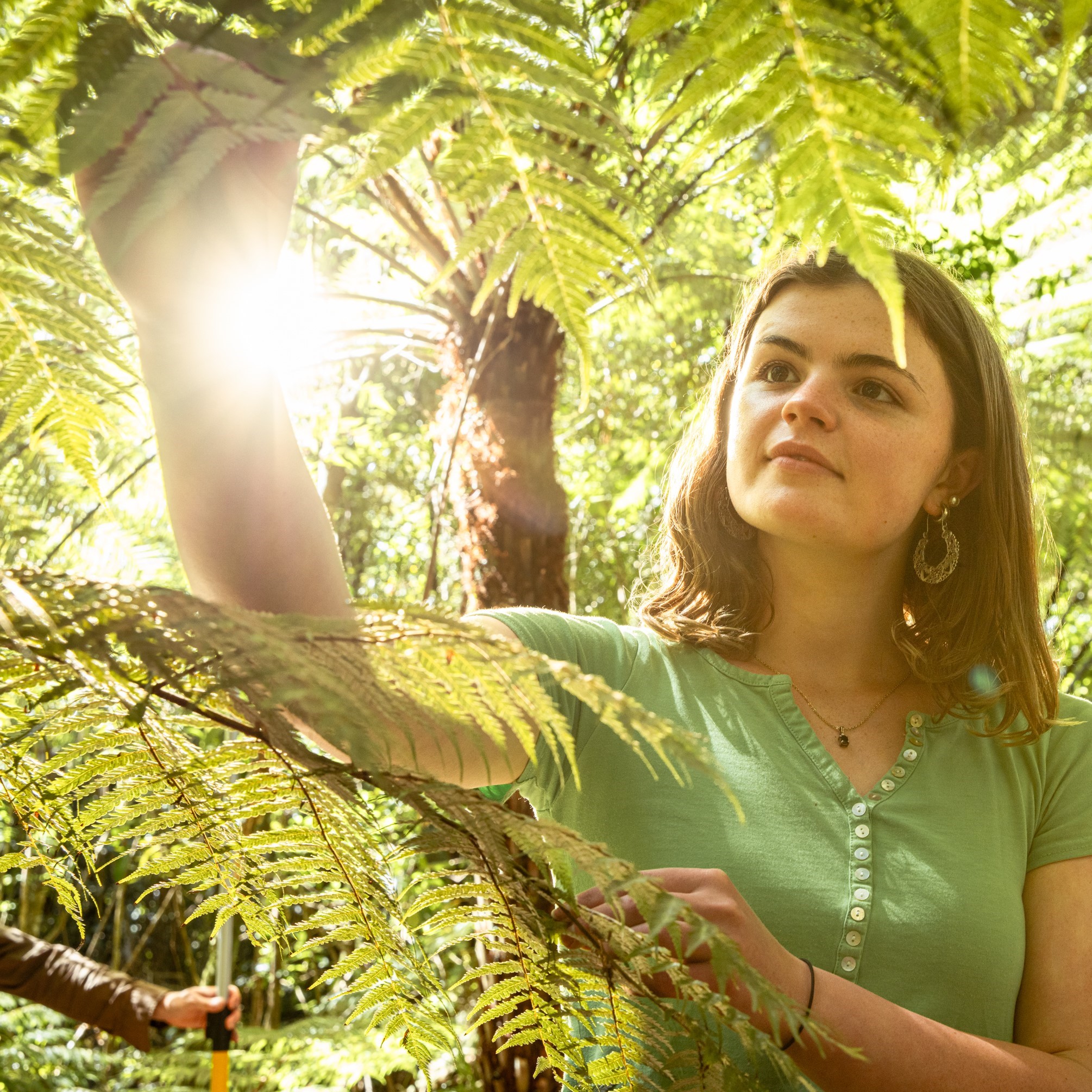 People standing among lush native ferns in a forest, reaching up to examine a fern frond. Sunlight filters through the canopy, creating a bright lens flare and illuminating the green foliage surrounding the scene.