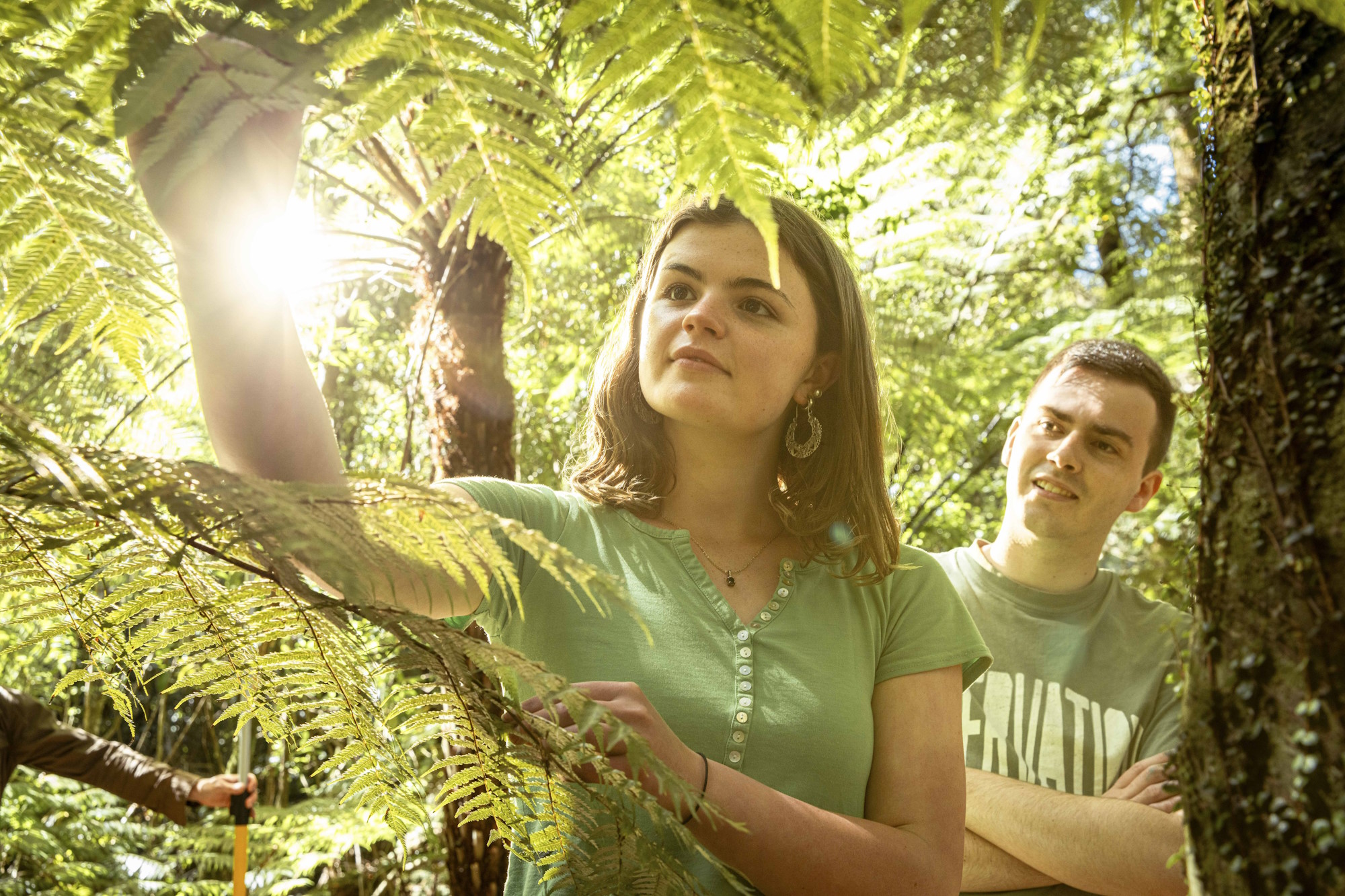 People standing among lush native ferns in a forest, reaching up to examine a fern frond. Sunlight filters through the canopy, creating a bright lens flare and illuminating the green foliage surrounding the scene.