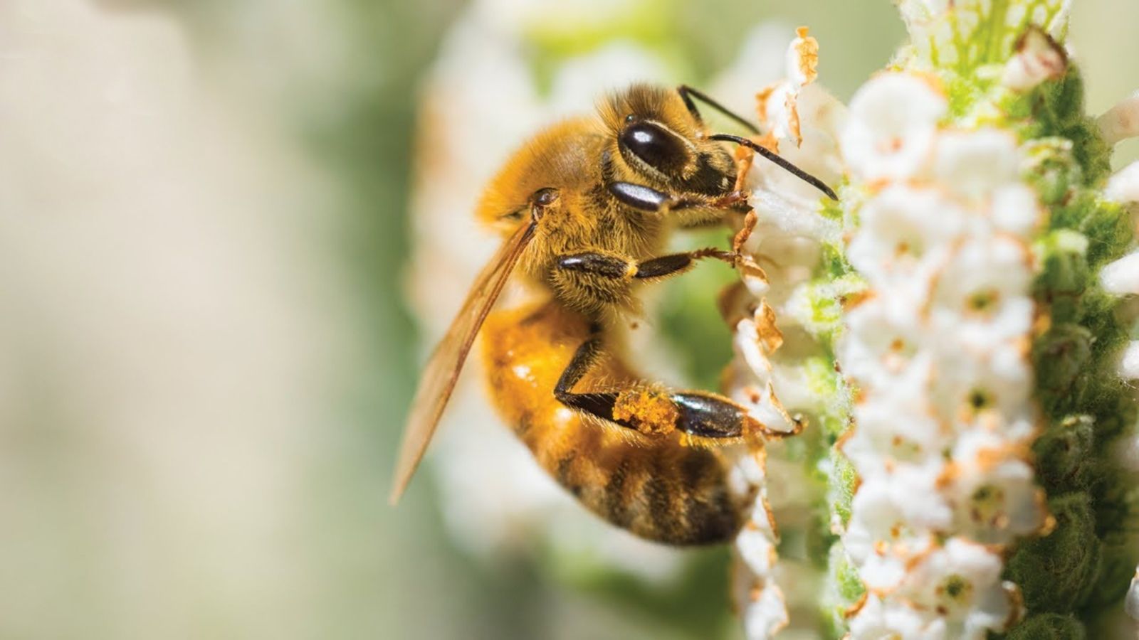 Close up of bee on flower