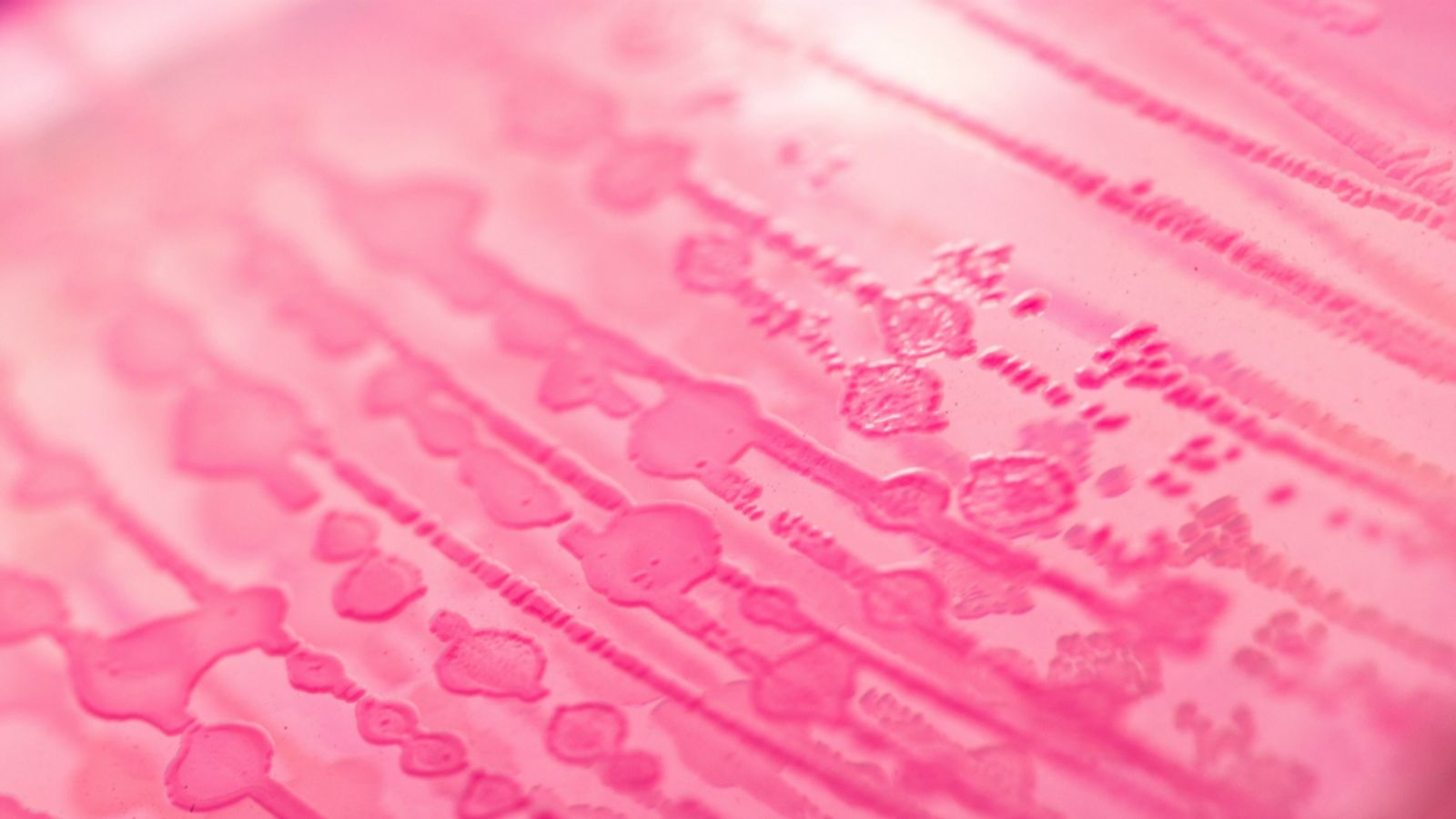 Pink agar plate with streaked bacterial colonies, used to isolate individual microorganisms in a lab setting.