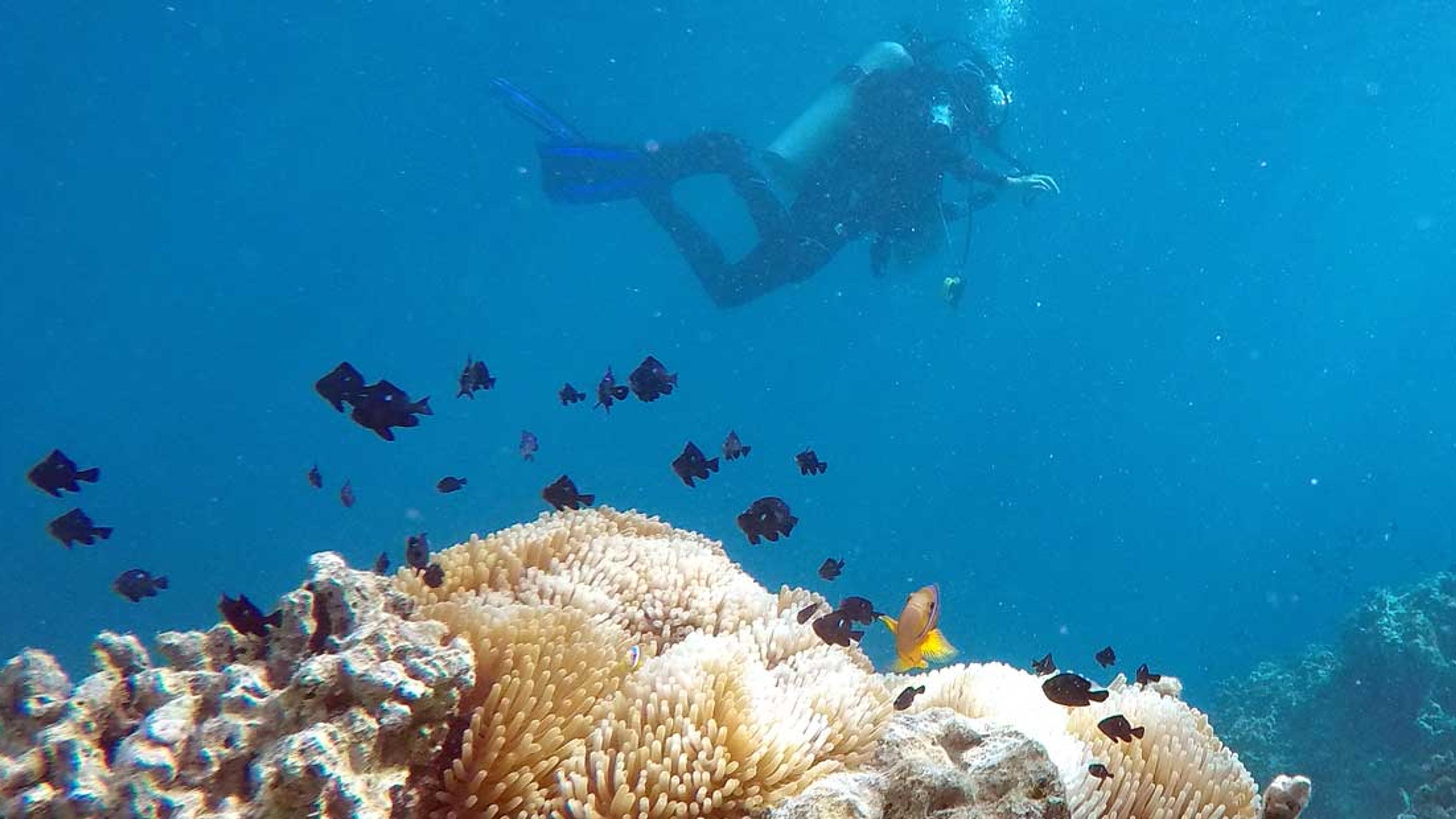 Underwater shot of scuba diver, coral, and fish. Image copyright Victoria University of Wellington.