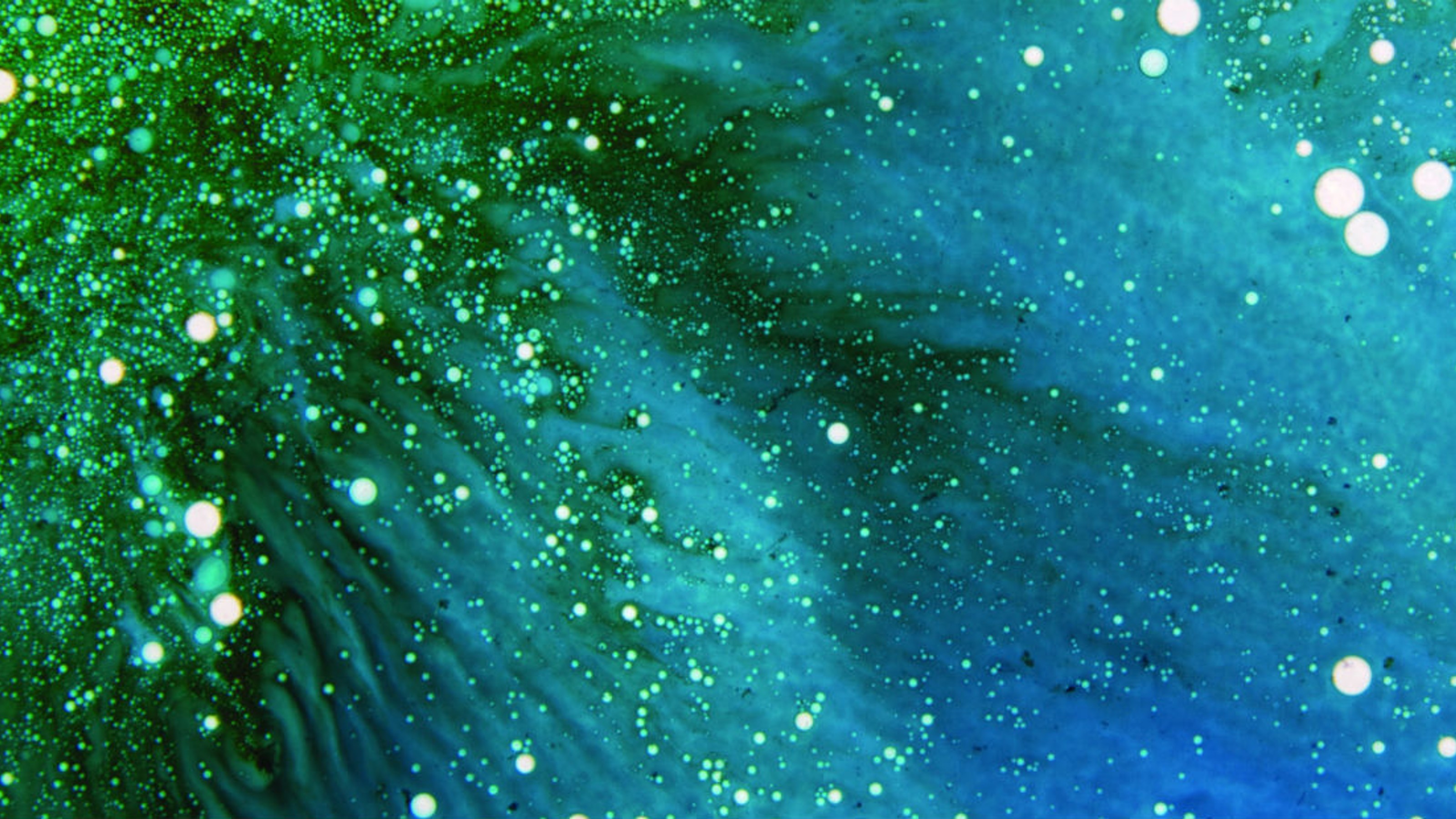Microscopic or abstract view of green-blue organism with white dots. Image copyright Victoria University of Wellington.